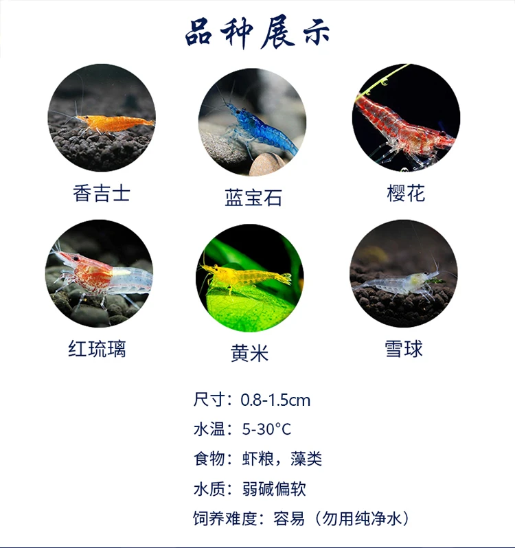 观赏冷水淡水好养除藻水草缸爆缸黑壳虾樱花水晶花腰宠物虾批发