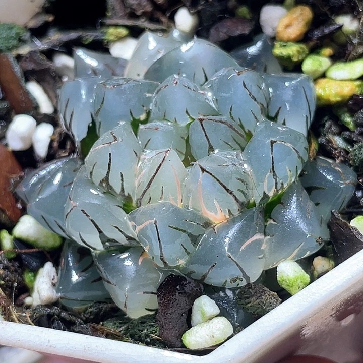 864水中月锦特选福利