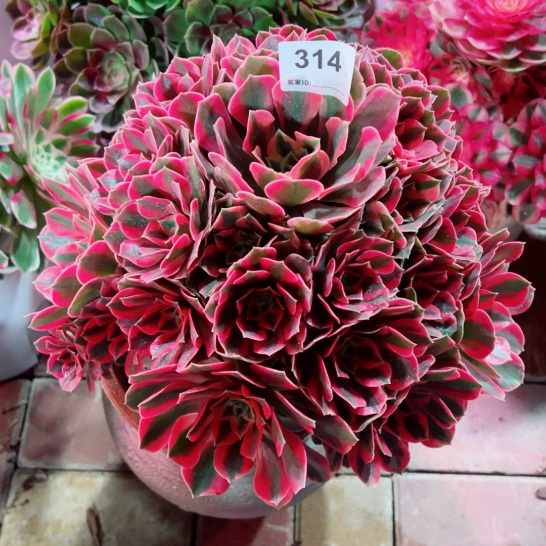 314红粉佳人法师多肉植物
