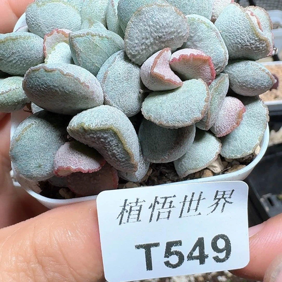 549盒多肉植物哇fv