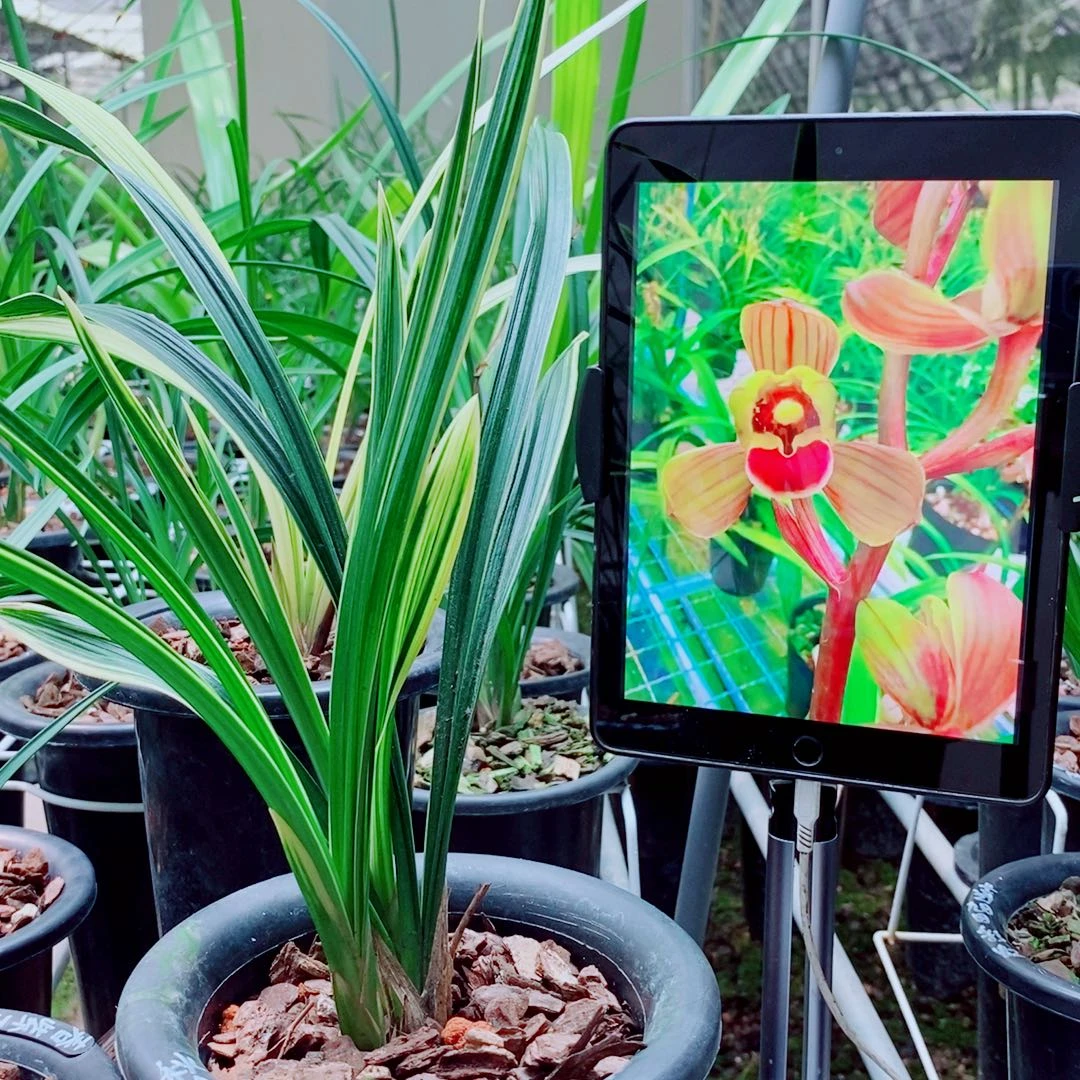 当前无花栽培后可以开花