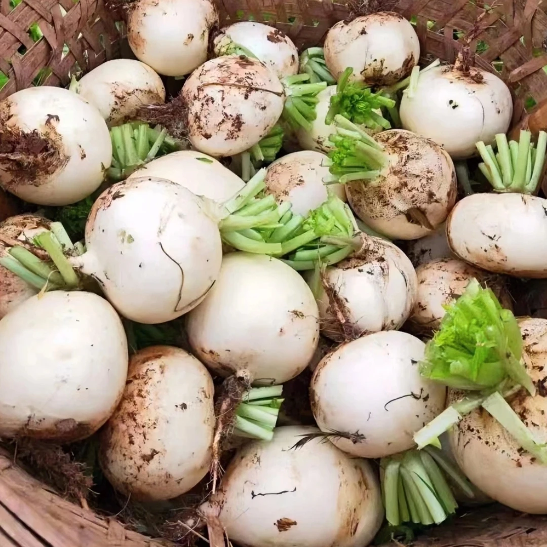 四川高山西瓜农家新鲜圆白萝卜清甜多汁适合孕妇餐罗卜