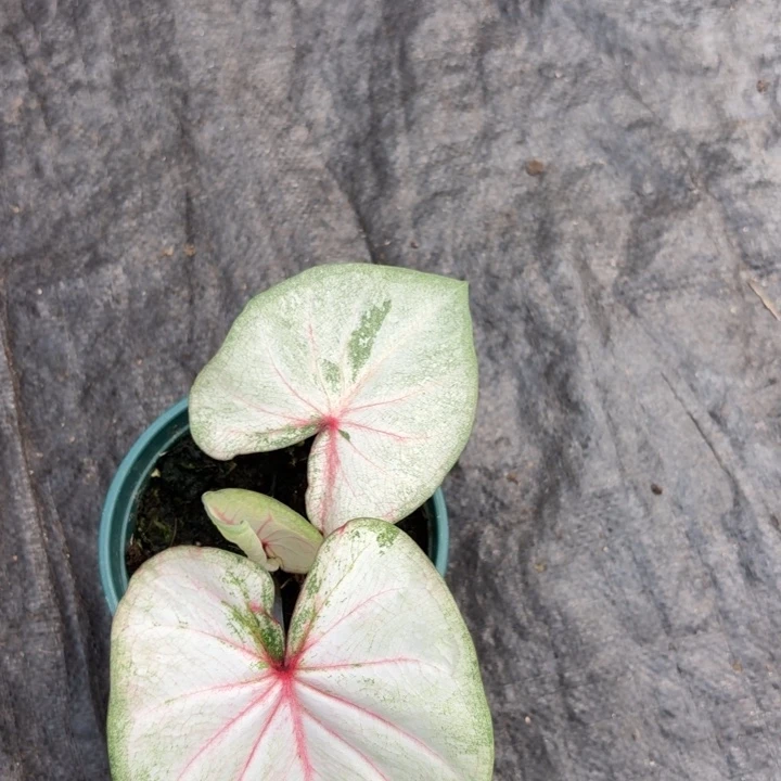 完全开放泰国彩叶芋40