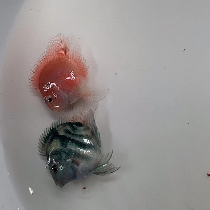 浪***子海水鱼鱼鱼鱼粮真的好好