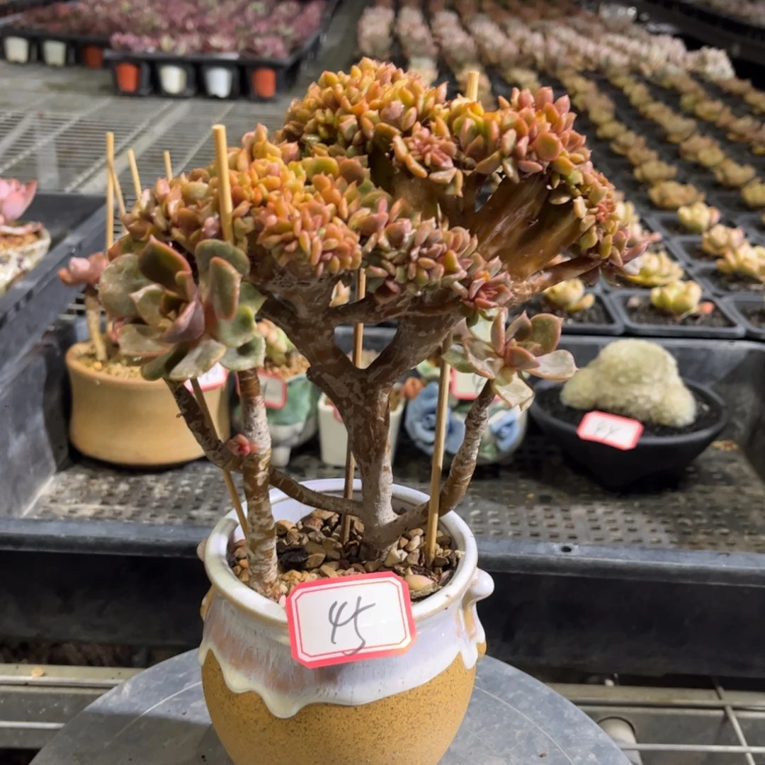 45号大红袍缀化一物一拍