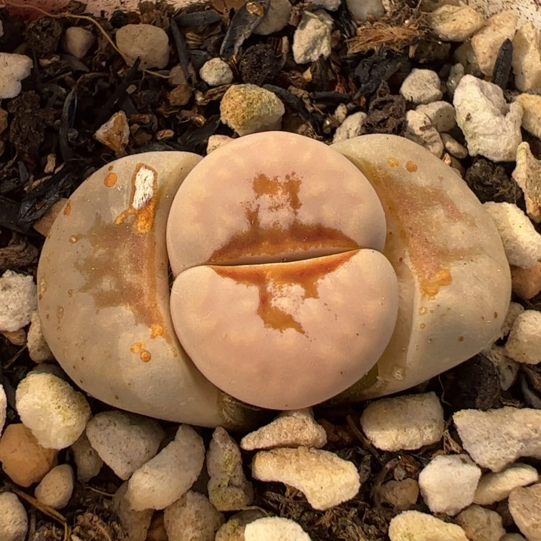 551多肉植物百科