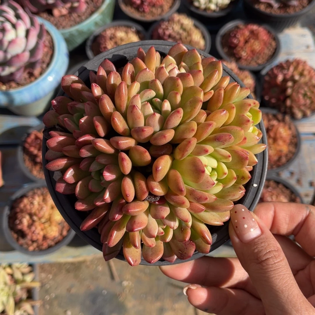 野***༉多肉植物盆栽多肉