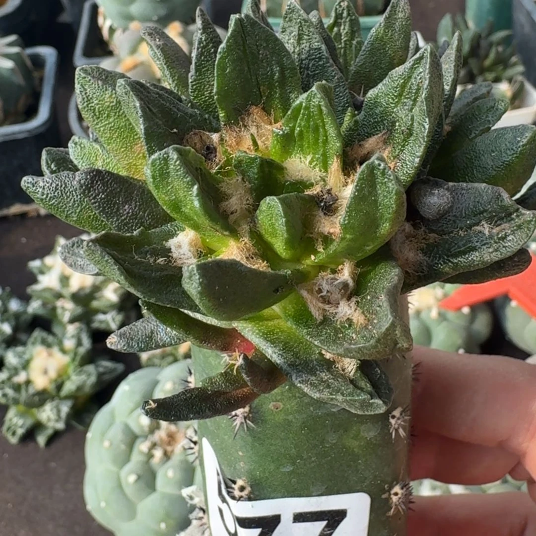 【闪购商品】群头龙角带锦577
