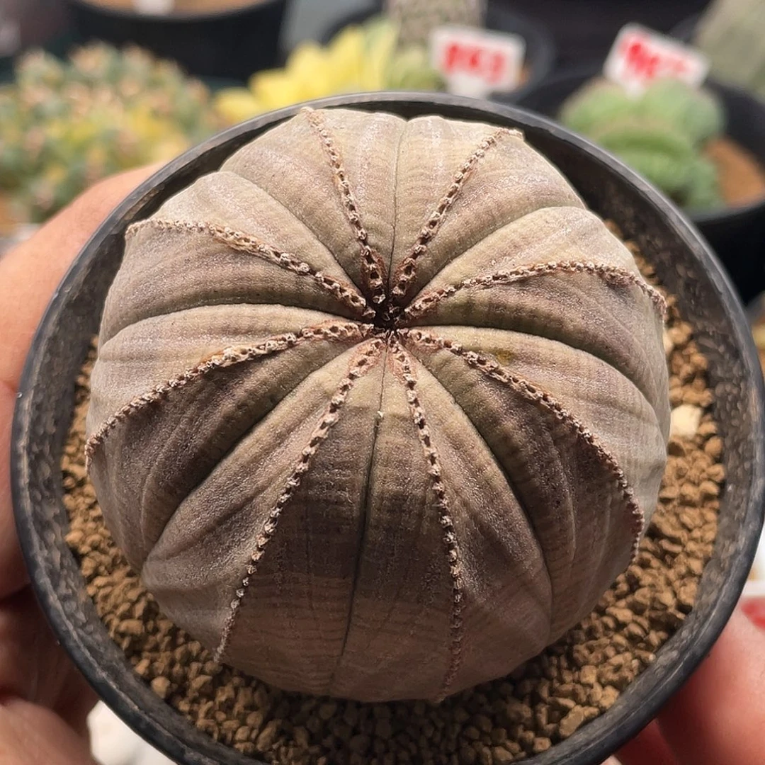 6.8公分 实生拉链欧系布纹球