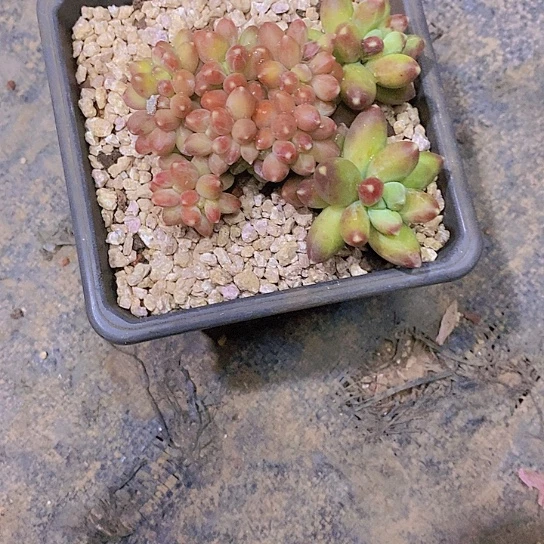 の****ゲ千代田缀化多肉植物群