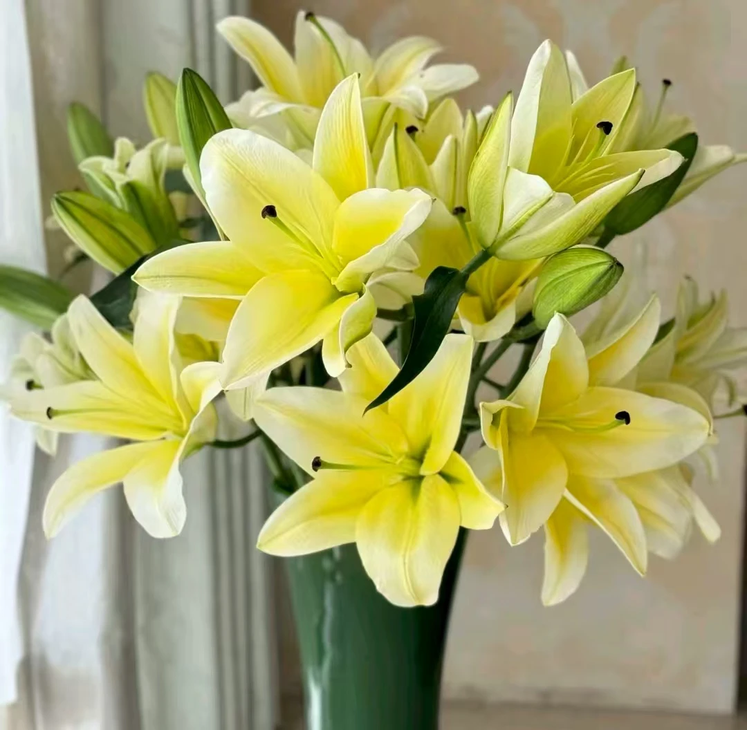 无品牌云南基地A级黄天霸香水百合花香味浓郁水养鲜花