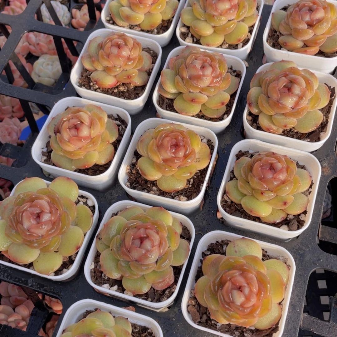 90号 全状态红色恋人单头一个