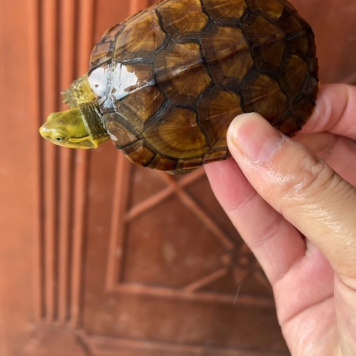 母绿毛龟小青龟龟6