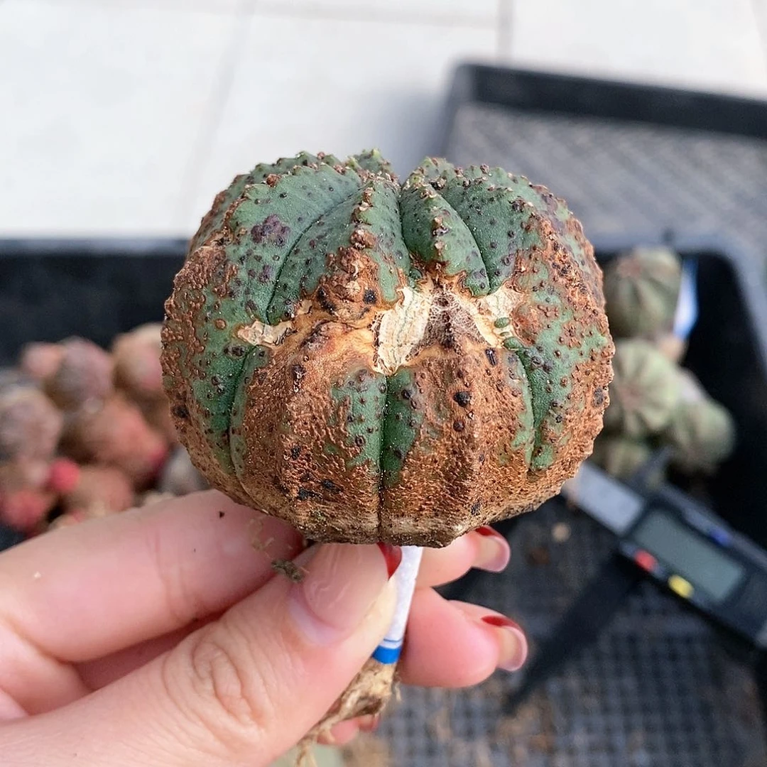 春*法利达精品一物一拍