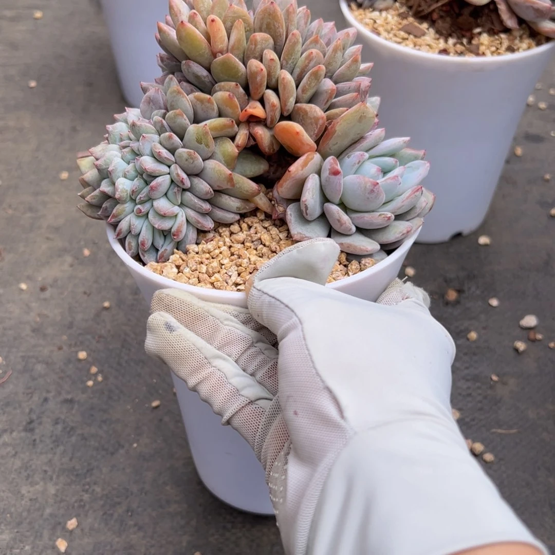 ～****～新年快乐 新年快乐