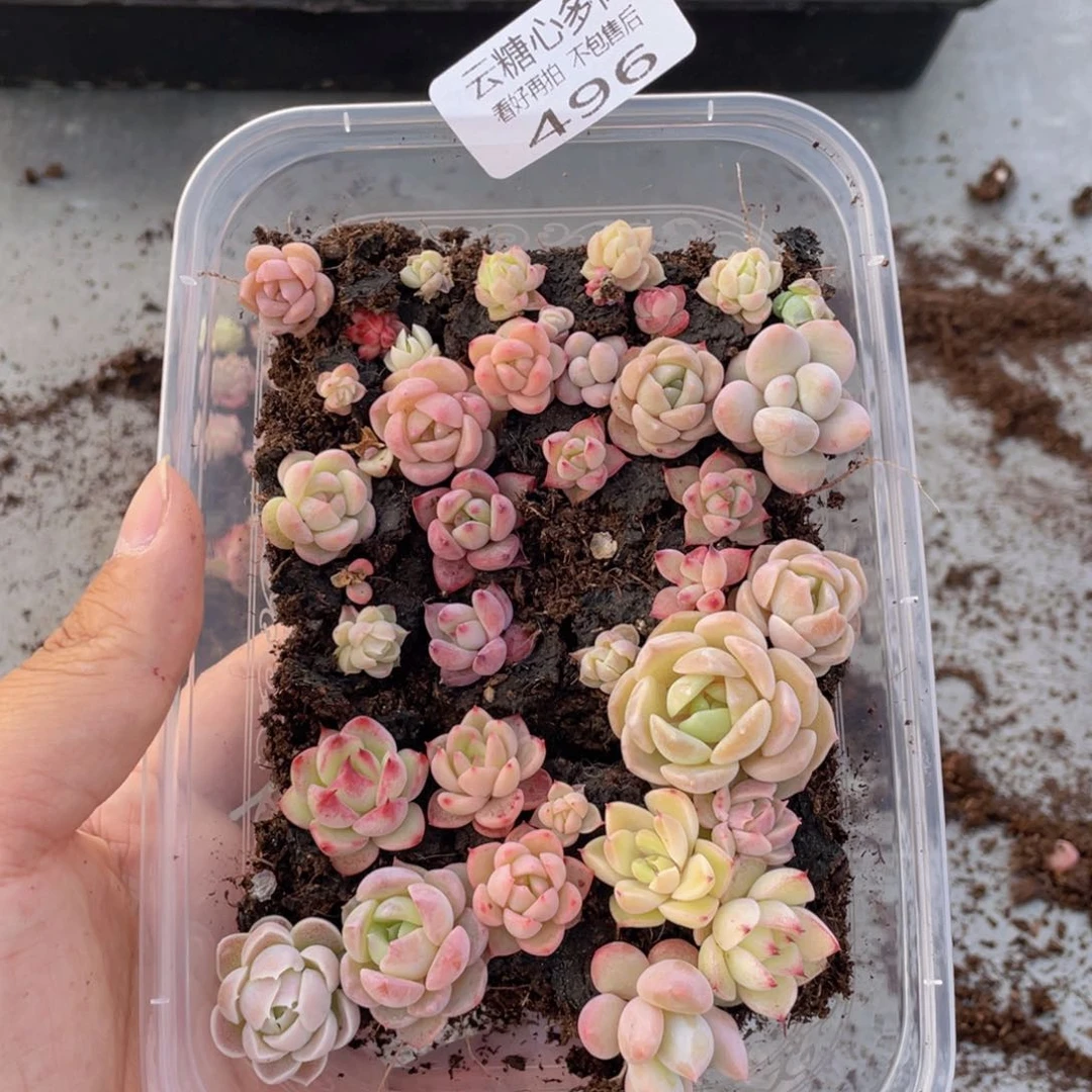 云糖心多肉植物496