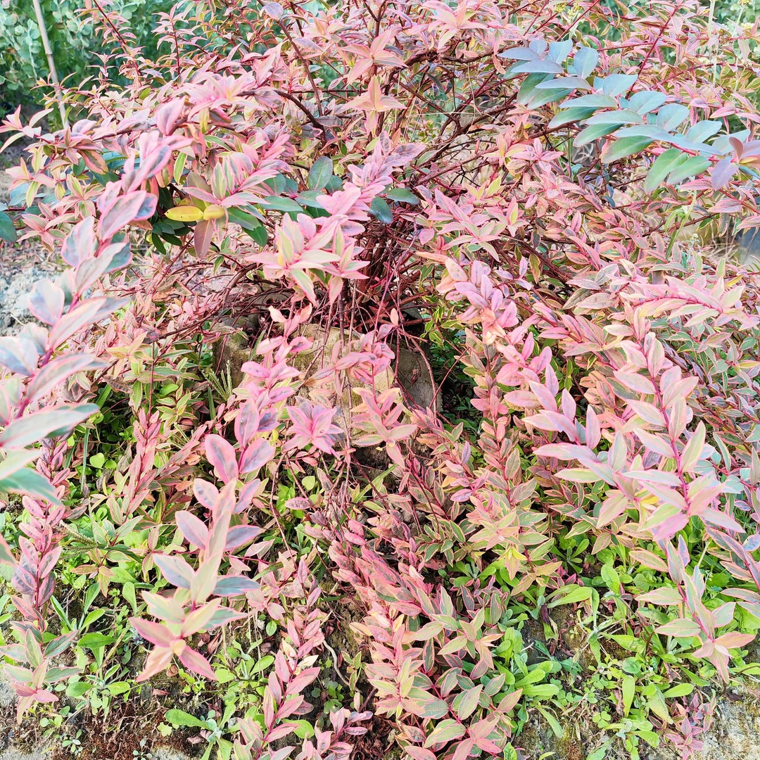 三色金丝桃“唐三彩” 观花观叶 花园庭院造景