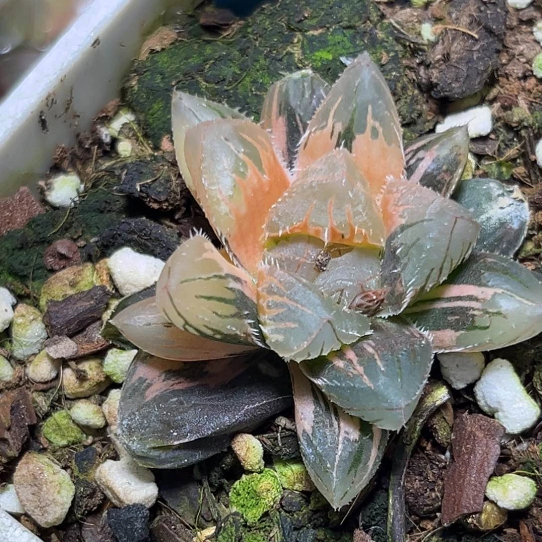 花*间恭喜发财大吉大利0057.0074