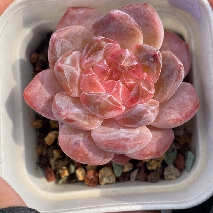 1201-85。粉魄多肉