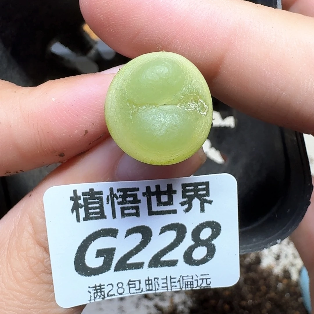 多肉植物的润泽ghnn