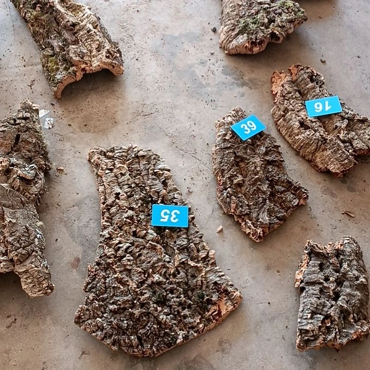 木一物一拍一物一发