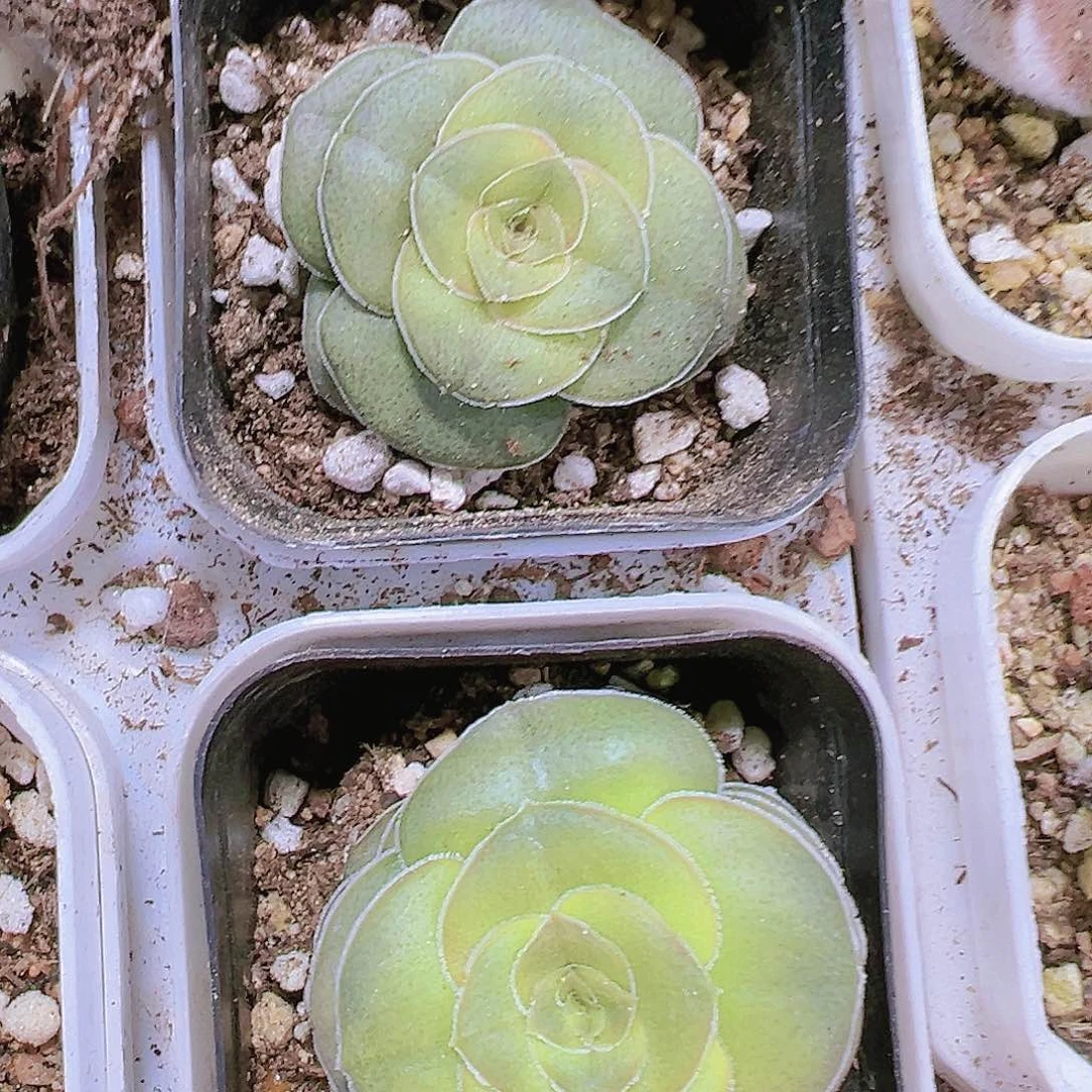 巴多肉植物19包邮