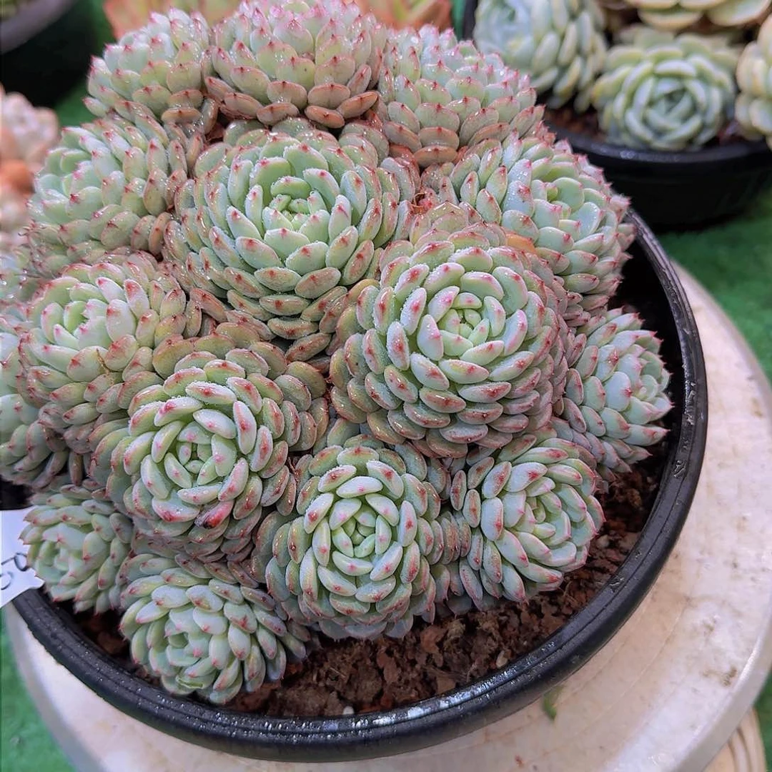 心**1050白胖子多肉