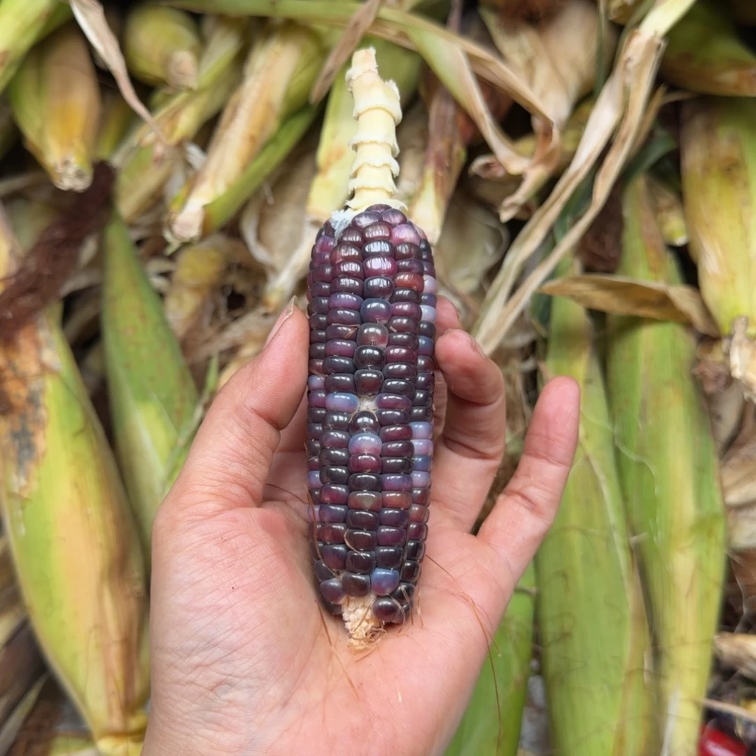 三***半柏香籽/百香籽吊坠