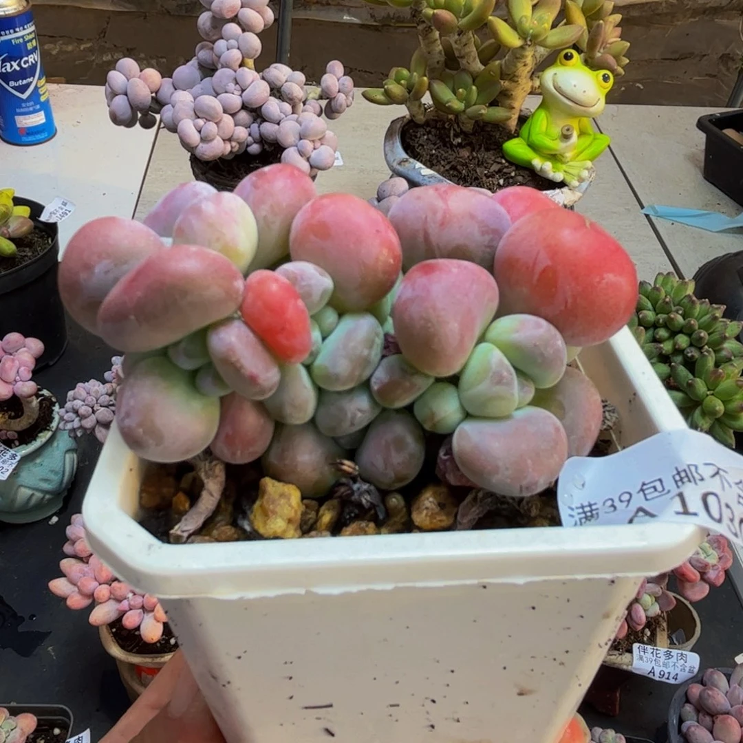 030/8cm腰子洛神多肉植物