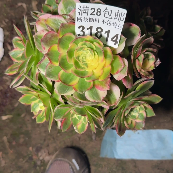 31814海鲜多肉植物