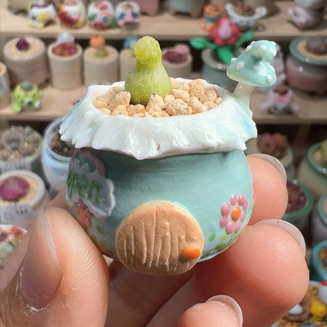 多肉植物195号拇指盆