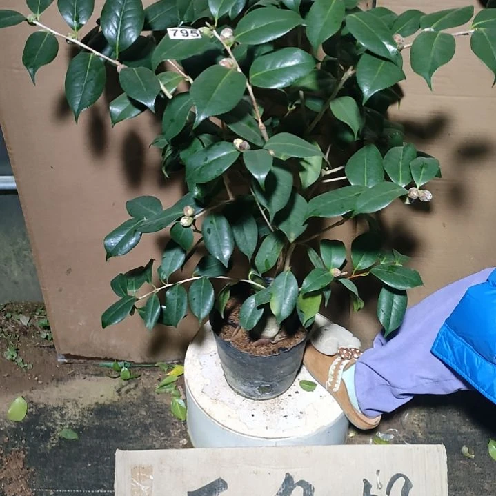 795熊谷，原盆原土发货，不包邮