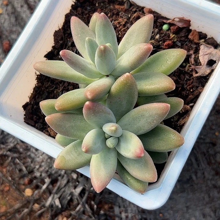 戴蒙德美人特价多肉