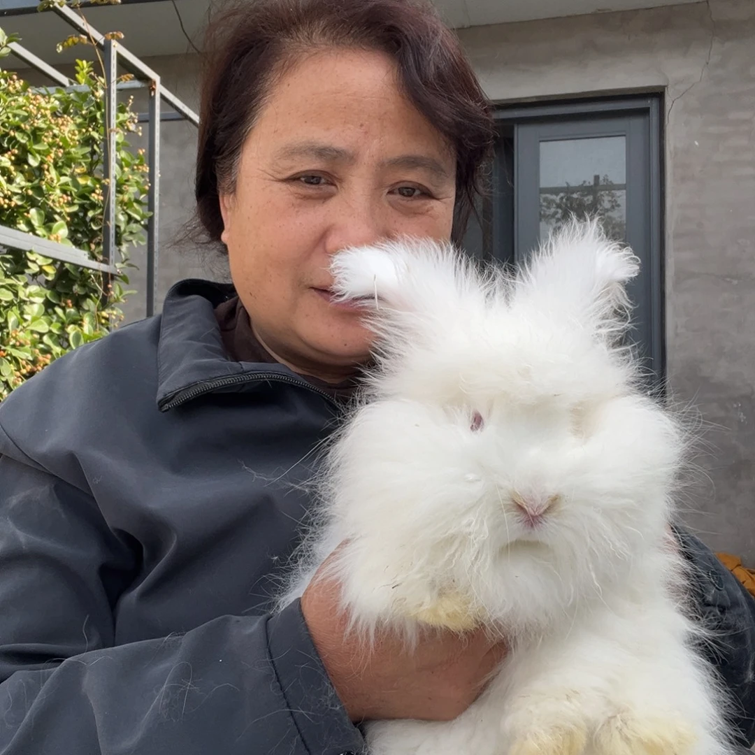 英系安哥拉宠物兔