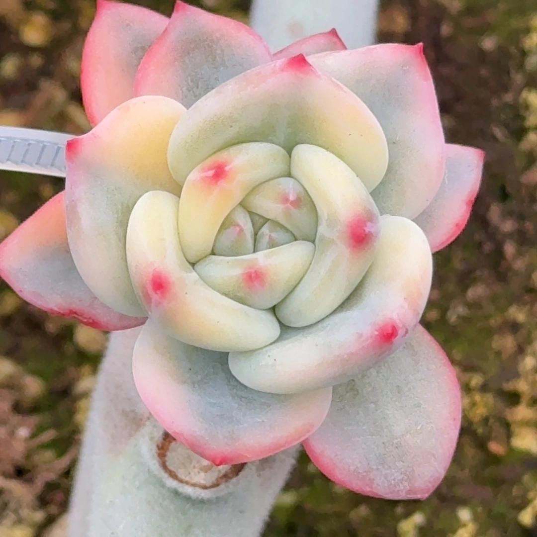 伊丽莎白 安吉园艺锦