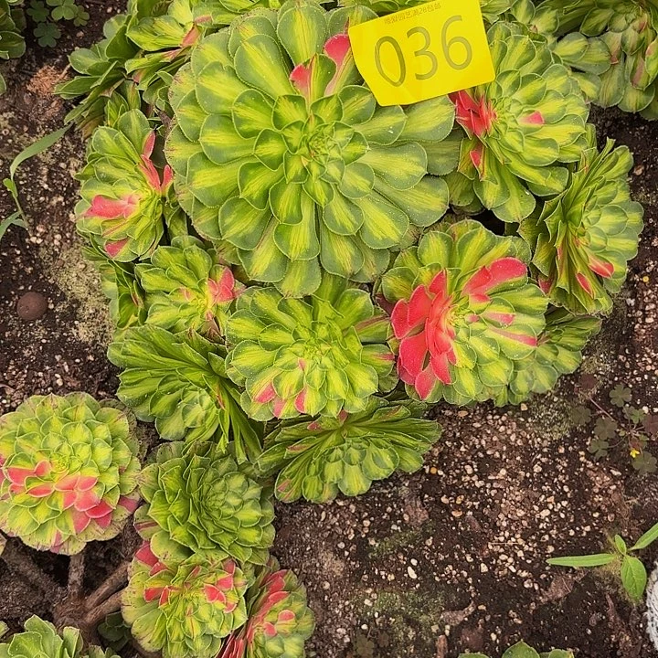 存***姐多肉植物福利来036个