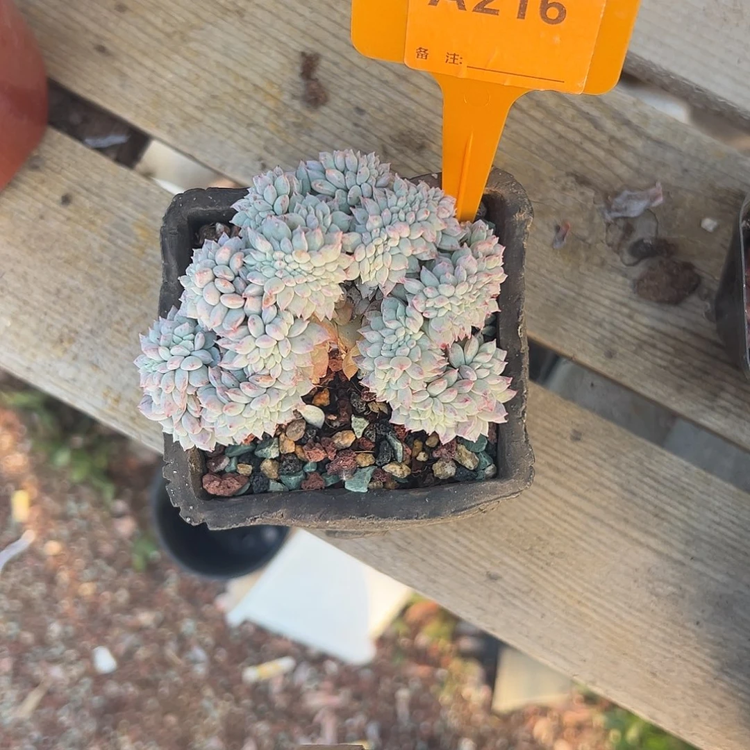 哦***豁多肉植物一物一拍