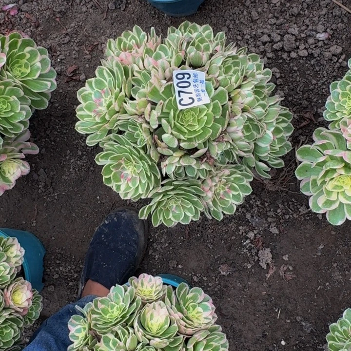 孔雀翎花25-14包邮花花