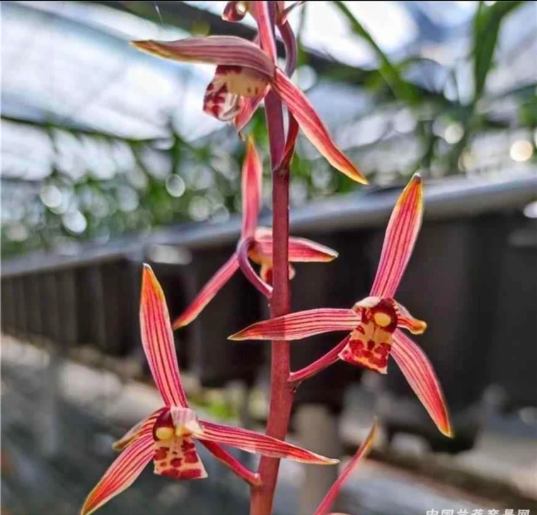 墨兰【红太阳】室内书房办公室茶室桌盆栽绿植