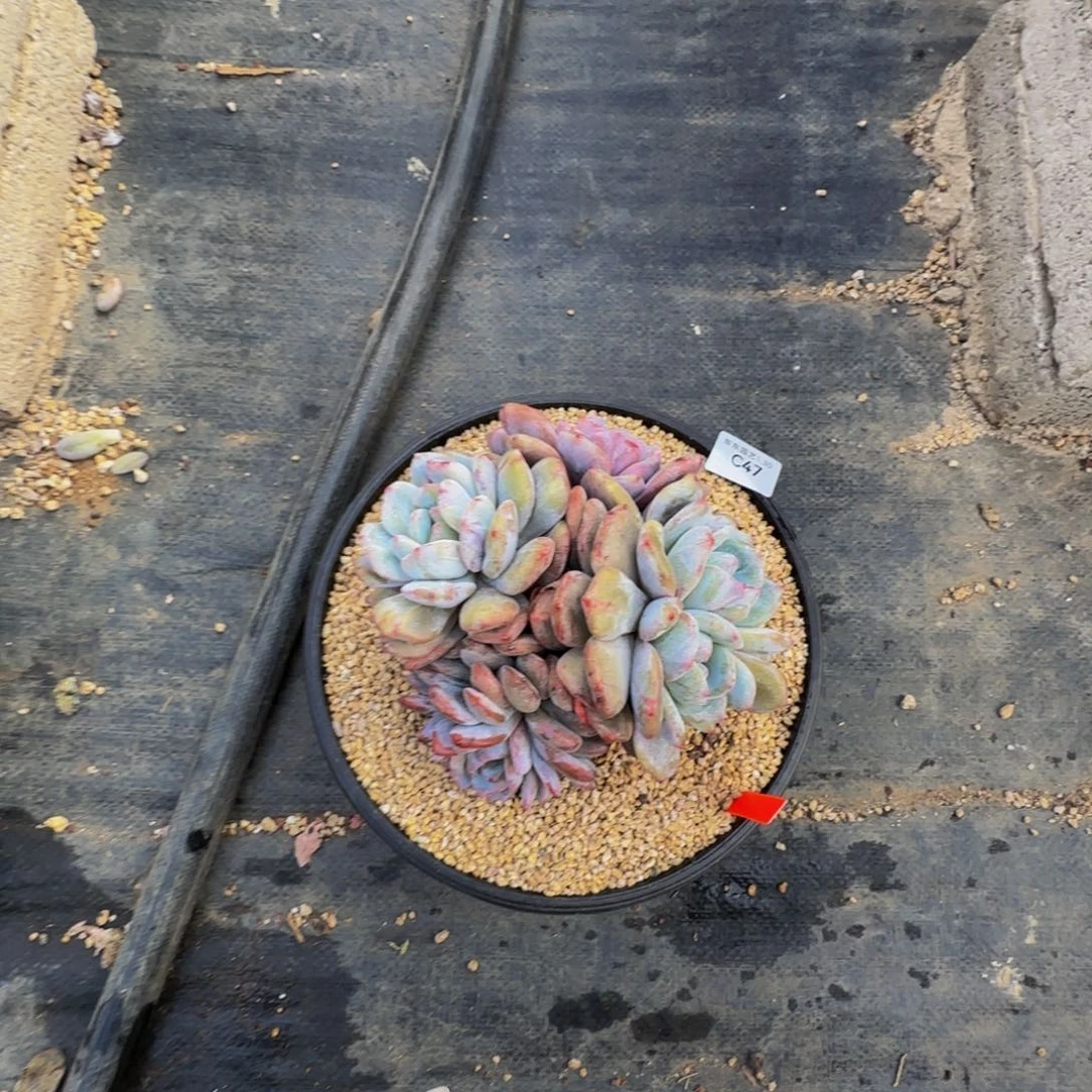 Y**Yx c c c c c c c c 47