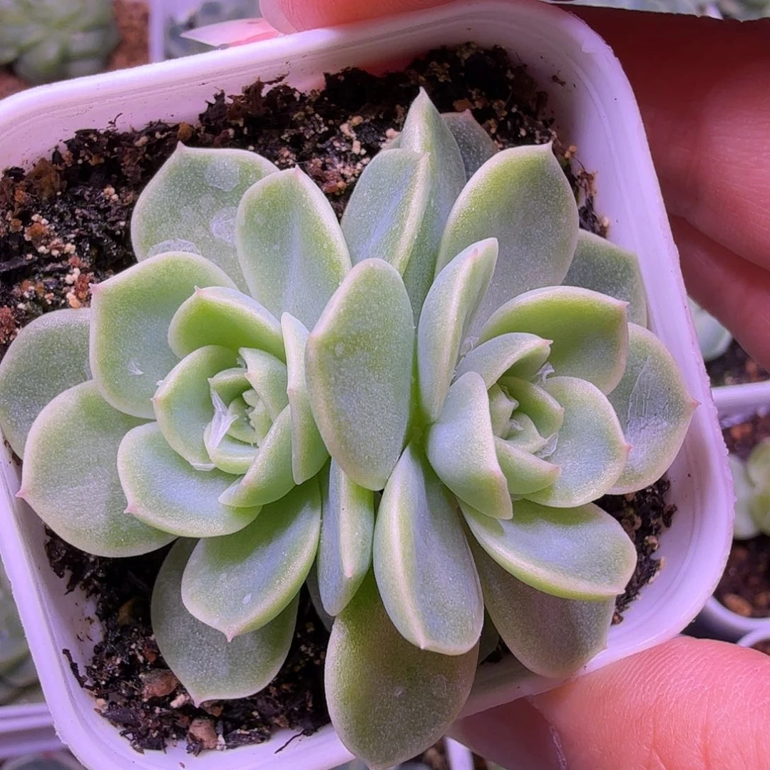 翡翠流心叶插苗一物一拍