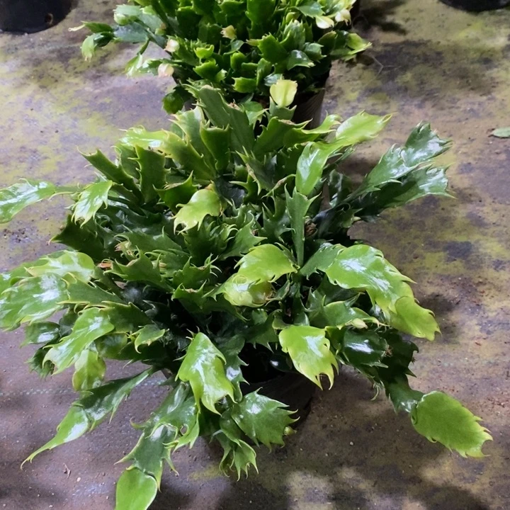 当前无花栽培后可以开花113盆栽蝴蝶夫人