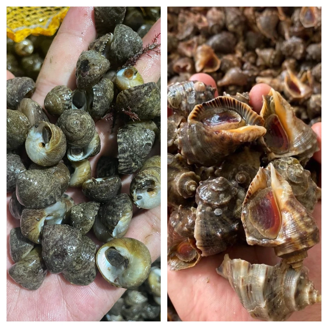 混搭套餐 2斤海螺+2斤盘螺 顺丰发货