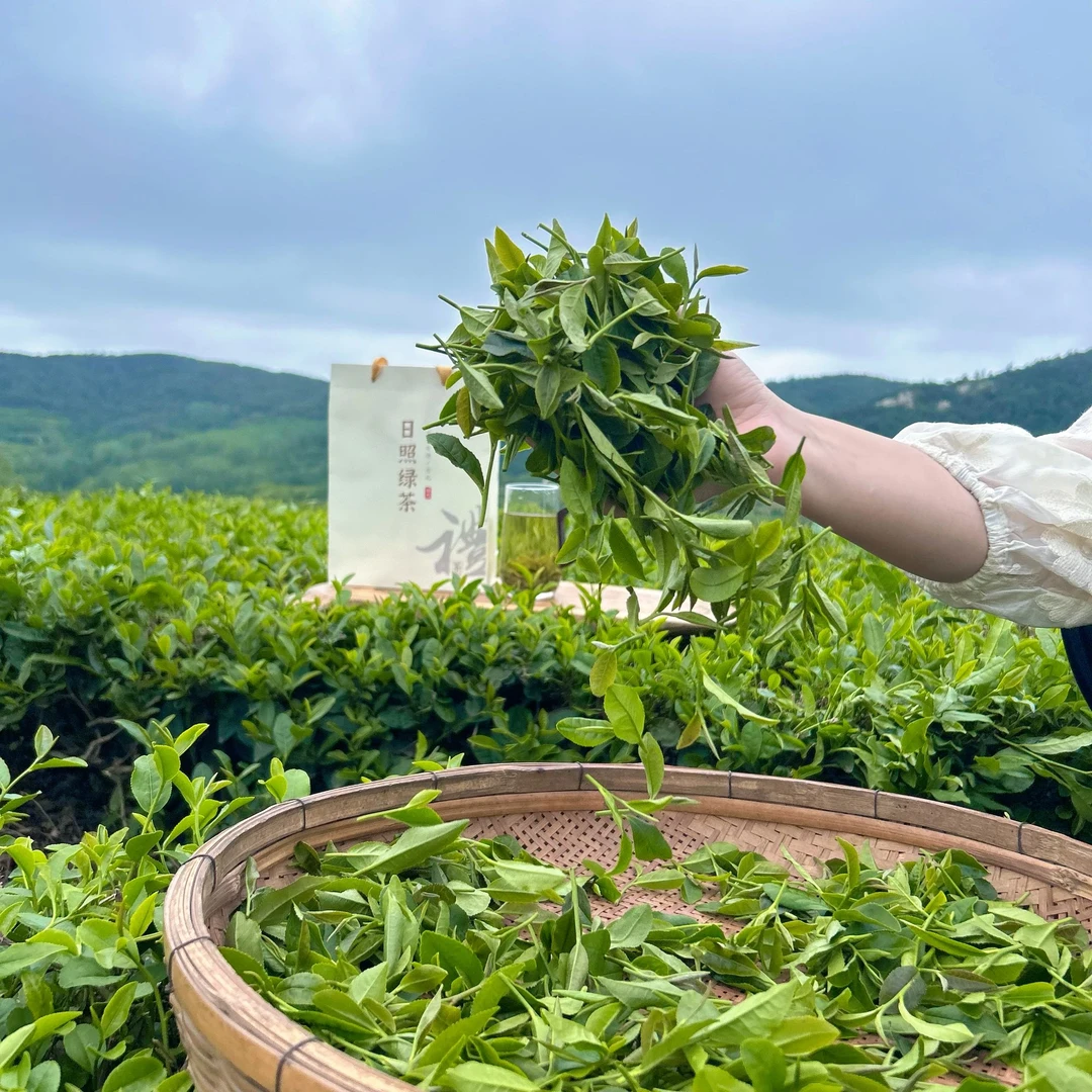 【快冲兄弟专属】口粮茶日照绿茶板栗香味浓耐泡手工茶香浓郁黄绿汤