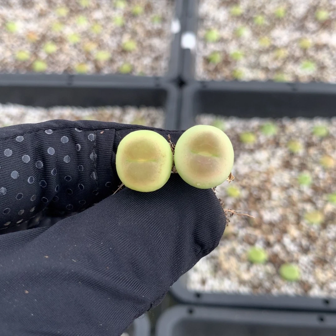 288大王拉登两颗