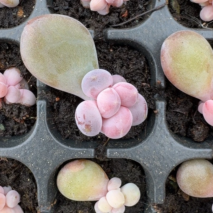 刚果奶 叶插 一物一拍