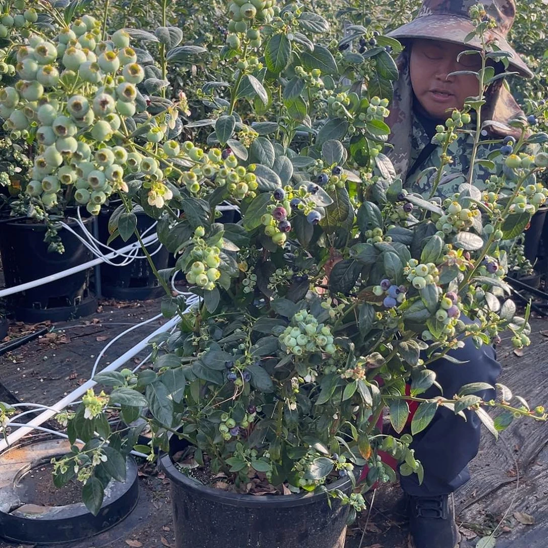 完全开放枫林老板专属一物一拍蓝莓树