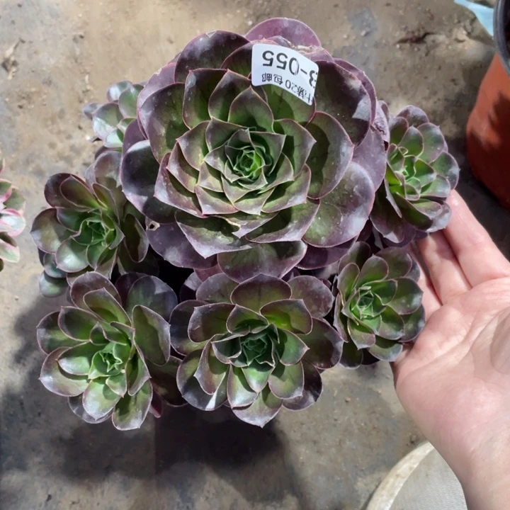 55魅金玫瑰多肉123456789