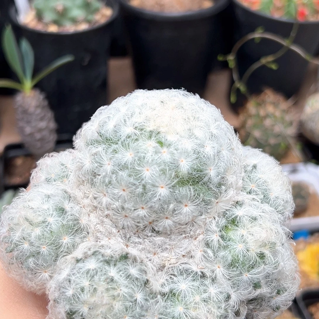 白星裙实生群一颗