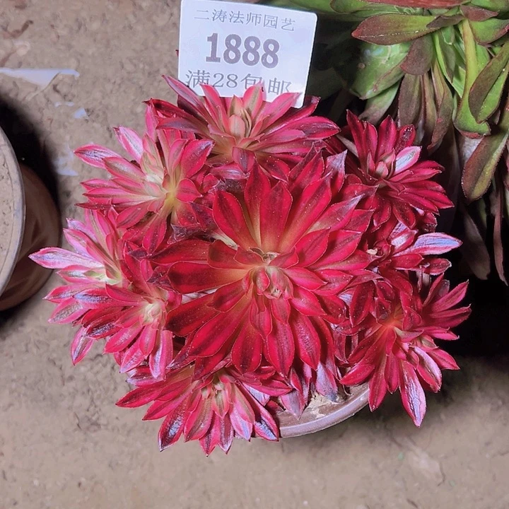 1888凤凰超白多肉植物